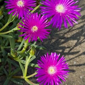 Shrubby Mesemb flowers - commonly cultivated, especially as rockery plants; drought resistant. Flower in spring or early summer after good rains. Found in broad band along southern and western coasts of South Africa