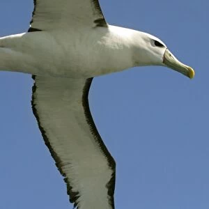 Shy / White-capped Albatross Off Eaglehawk Neck, eastern Tasmania, Australia