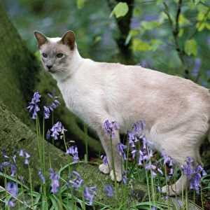 Siamese Cat - Liliac