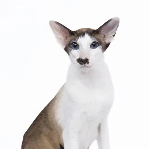 Siamese Cat - seal point & white with "moustache"