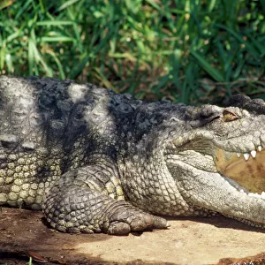 Siamese Crocodile - mouth open. Endangered. Malay Peninsula, Southeast Asia