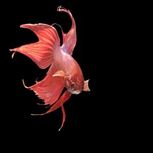 Siamese Fighter Fish Red form male Displaying, front view Siamese Fighter Red form male displaying front view Betta splendens © Brian Bevan / ARDEA