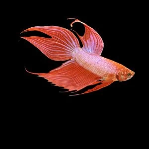 Siamese Fighter Fish Red form male Swimming display, side view