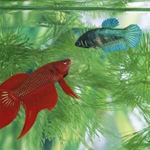 Siamese Fighting Fish - pair, male (red) & female (blue)