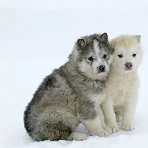 Siberian / Arctic HUSKIES - two puppies in snow. Churchill. Manitoba. Canada