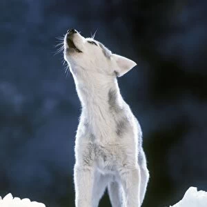 Siberian Husky Dog - howling