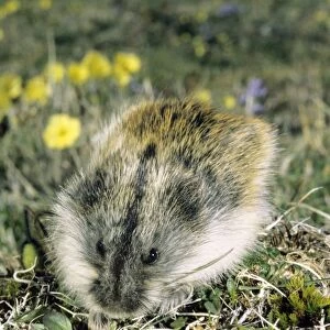 Siberian Lemming - adult on its guard while feeding on grasses in tundra; Polar Poppies flowering on background; typical in tundra of Taimyr peninsula, Kara sea shore, Northern Siberia, Russian Arctic. Summer, July. Di33. 3932