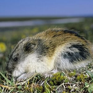 Siberian Lemming - adult on its guard while feeding on grasses in tundra, it's fur ruffled by wind; Polar Poppies flowering on background; typical in tundra of Taimyr peninsula, Kara sea shore, Northern Siberia, Russian Arctic