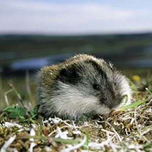 Siberian Lemming - adult on its guard while feeding on grasses in tundra; typical in tundra of Taimyr peninsula, Kara sea shore, Northern Siberia, Russian Arctic. Summer, July. Di33. 3067
