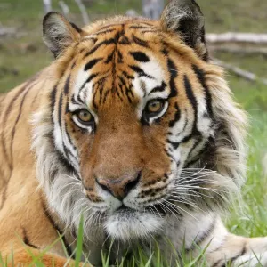 Siberian Tiger Siberian Tiger