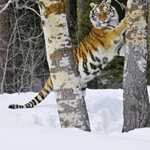 Siberian Tiger / Amur Tiger - marking tree with claws in winter snow. C3A2442