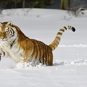 Siberian Tiger / Amur Tiger - in winter snow. C3A2169