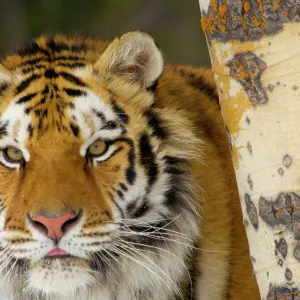 Siberian Tiger / Amur Tiger - in winter snow. CXA0932