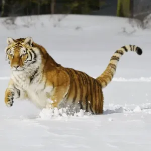 Siberian Tiger / Amur Tiger - in winter snow. C3A2169 Siberian Tiger / Amur Tiger - in winter snow. C3A2169