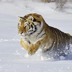 Siberian Tiger / Amur Tiger - in winter snow C3A2292