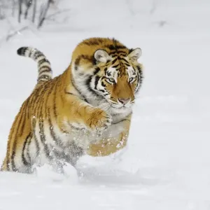 Siberian Tiger / Amur Tiger - in winter snow. C3A2368 Siberian Tiger / Amur Tiger - in winter snow. C3A2368