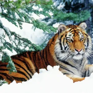 Tigers