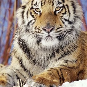 Siberian Tiger Young, Endangered species
