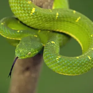 Side-striped Palm-pitviper - Arboreal - Venomous - Captive - Costa Rica Side-striped Palm-pitviper - Arboreal - Venomous - Captive - Costa Rica