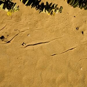 Sidewinding Tracks Made by the Peringueyis Adder Namib Desert, Namibia, Africa