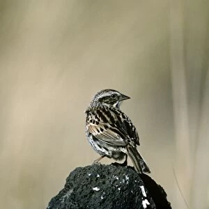 Sierra Madre Sparrow - La Cima - D. Federal - Mexico