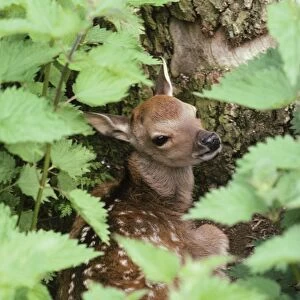 Sika Deer - through nettles