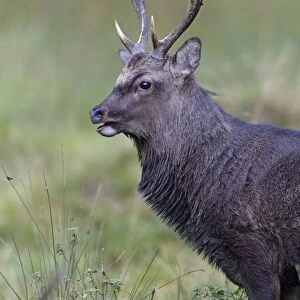 Sika Deer - portrait of stag during the rut - Seeland - Denmark