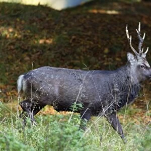 Sika Deer - stag - during the rut - Seeland - Denmark