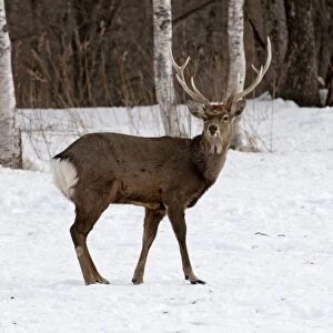 Sika Deer - standing in snow - Hokkaido Island - Japan