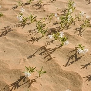 Silene flowers - growing in sand dune - Abu Dhabi - United Arab Emirates