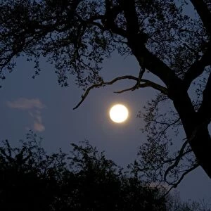 Silhouette of old oak tree at night - Backlit by new moon UK