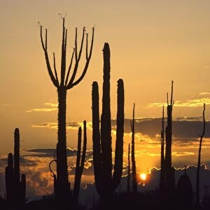 Silhouettes of Cirios / Boojums (Fouquieriaceae Family), and Cardon cactus (Pachycereus pringlei) in the Central Desert of Baja California, Mexico