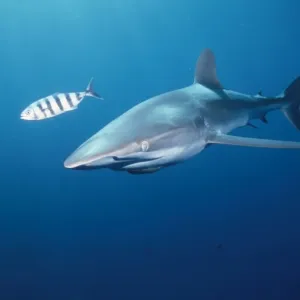 Silky Shark - striped fish Silky Shark - striped fish