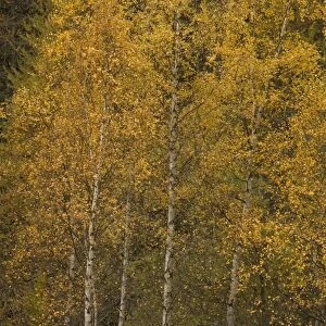 Silver birch in autumn