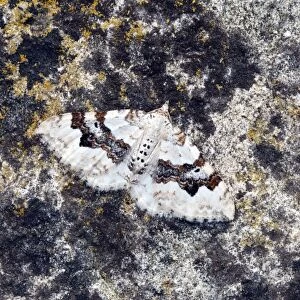 Silver-ground Carpet Moth - Resting on rock - Lincolnshire - England