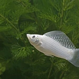Silver sailfin molly – male side view- tropical freshwater - variant 002664