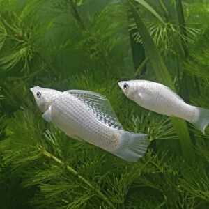 Silver sailfin molly – pair side view - tropical freshwater - variant 002660