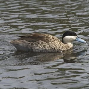 Silver Teal - Swimming