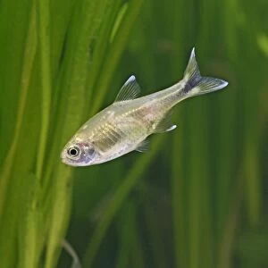 Silver tipped tetra – side view, tropical freshwater Brazil 002861