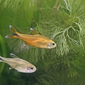 Silver tipped tetras – side view, tropical freshwater Brazil 002858