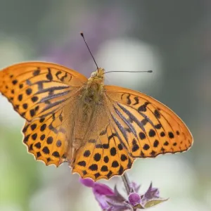 Silver Washed Fritillary Butterfly - male - UK Silver Washed Fritillary Butterfly - male - UK