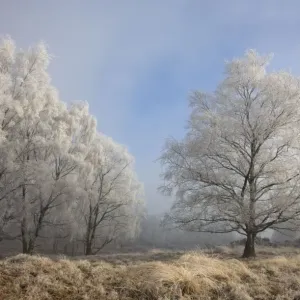 Silverbirch Trees covered in hoar frost on Cannock Chase - Cannock - Staffordshire - England Silverbirch Trees covered in hoar frost on Cannock Chase - Cannock - Staffordshire - England