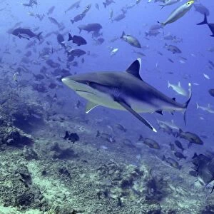 Silvertip Shark - swimming through school of fish, potentially dangerous Shark Reef, Fiji Islands