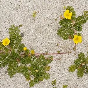 Silverweed - growing in clumps on sand on South Uist, Outer Hebrides, Scotland