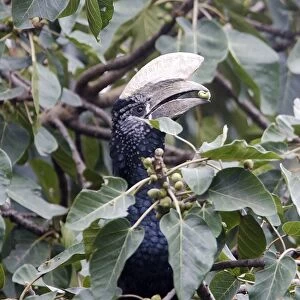 Silvery-cheeked Hornbill - eating. Awasa - Arsi Region - Ethiopia