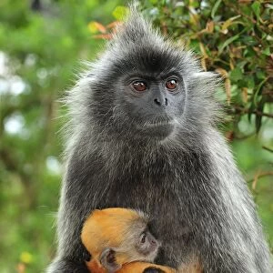 Silvery Lutung / Silvered Leaf Monkey / Silvery Langur - mother with baby - Kuala Selangor Nature Park - West Malaysia