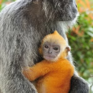 Silvery Lutung / Silvered Leaf Monkey / Silvery Langur - mother with baby - Kuala Selangor Nature Park - West Malaysia