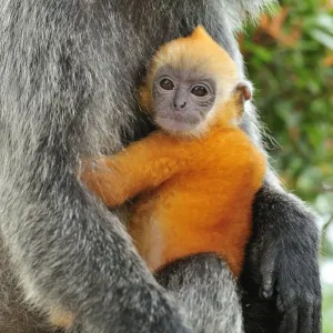 Silvery Lutung / Silvered Leaf Monkey / Silvery Langur - mother with baby - Kuala Selangor Nature Park - West Malaysia Silvery Lutung / Silvered Leaf Monkey / Silvery Langur - mother with baby - Kuala Selangor Nature Park - West Malaysia