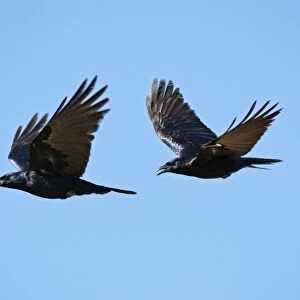 Sinaloan Crow or Sinaloa Crow. Nayarit, Mexico in March