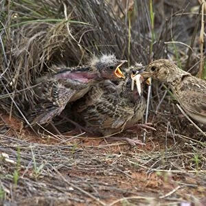 Singing Bush-lark / Horsfield's Bushlark - Feeding chicks at nest. At Lajamanu an aboriginal community on the northern edge of the Tanami Desert. Northern Territory, Australia